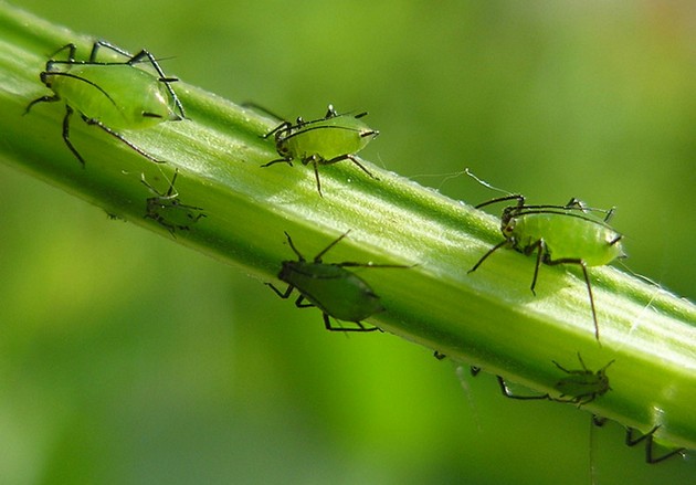 Kaedah kawalan aphid