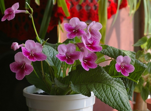 Streptocarpus adalah tumbuhan berbunga herba