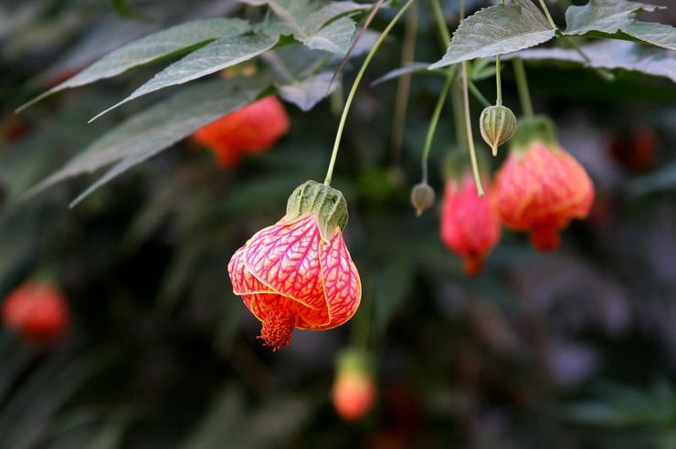 Abutilon Darwin