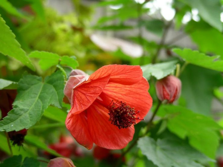 Hibrid Abutilon