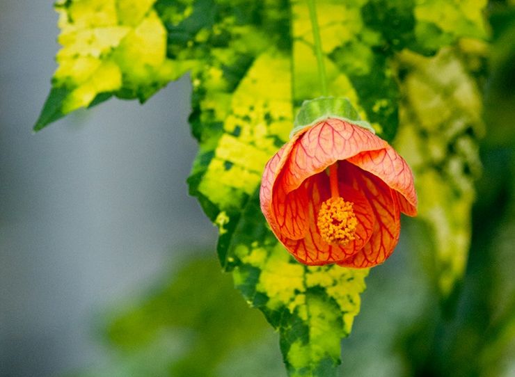 Abutilon marmor