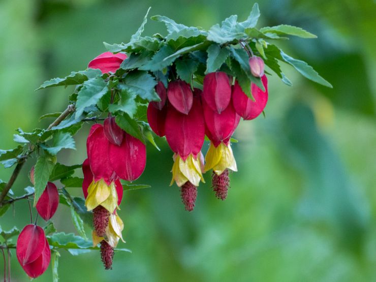 Abutilon megapotamskiy