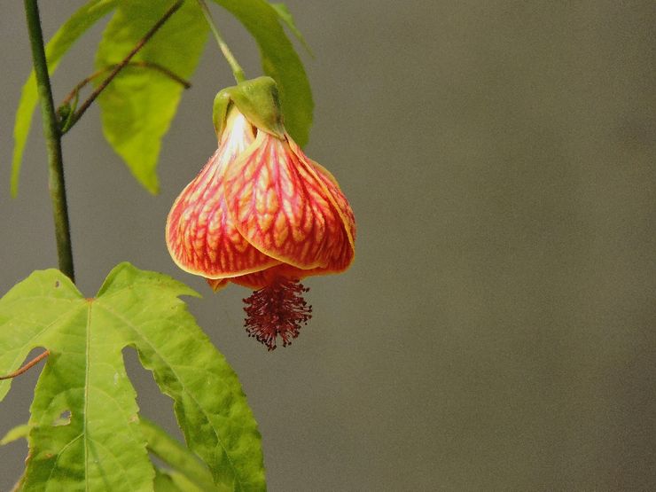 Abutilon upptäcktes