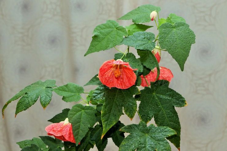 Vattningsläge abutilon