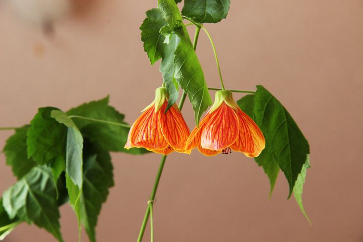 Abutilon eller inomhus lönn