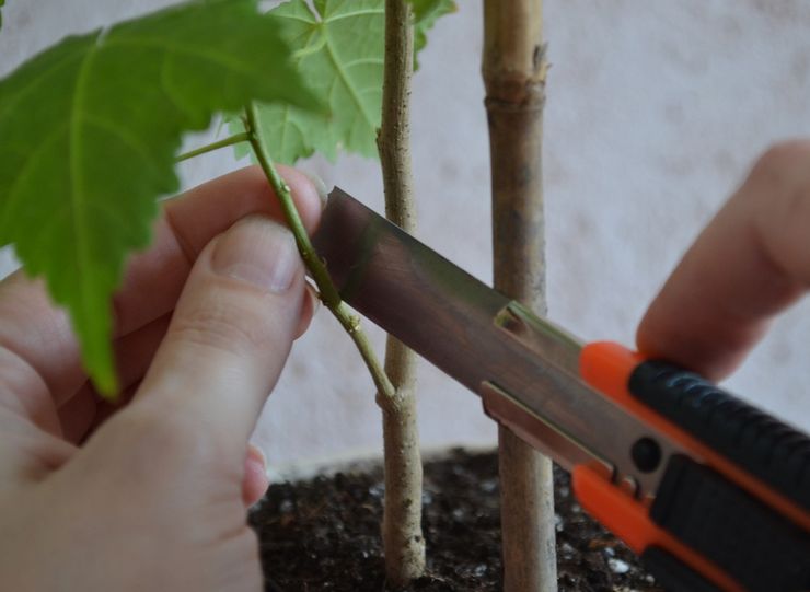 Abutilons förökningsmetoder