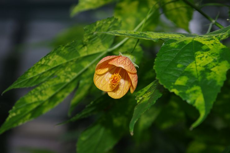 Abutilon Sello