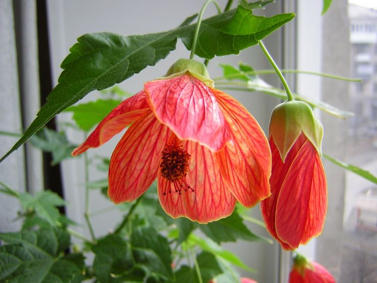 Penjagaan rumah untuk abutilon