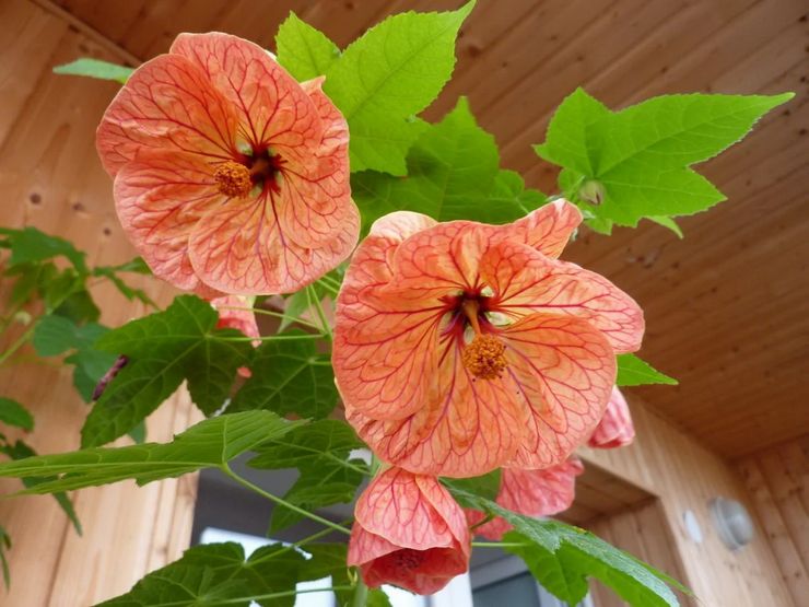 Regler för odling av abutilon