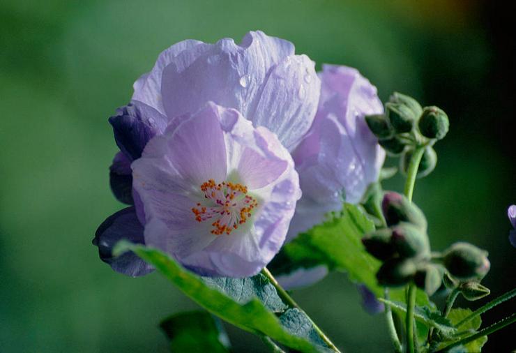 Daun anggur Abutilon