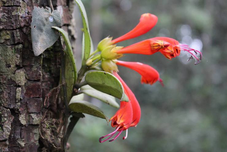 Penerangan mengenai eschinanthus