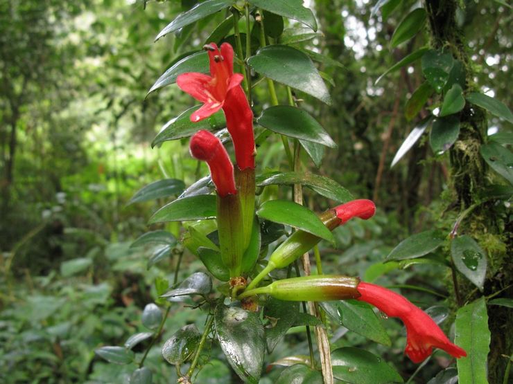 Aeschinantus yang Cantik