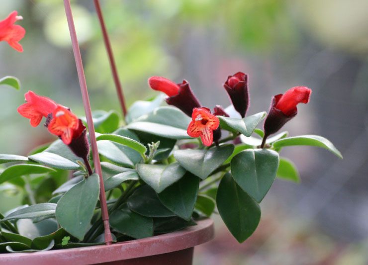 Aeschinanthus yang indah