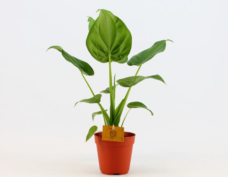 Alocasia klobuchkovaya