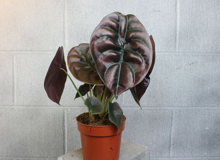 Alocasia tembaga-merah