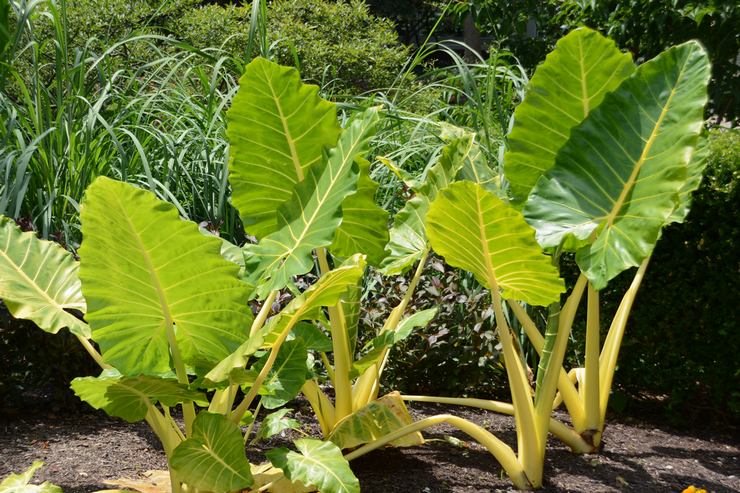 Stor-rot alocasia