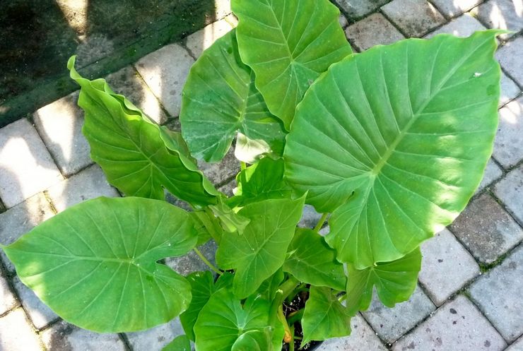 Luktande Alocasia