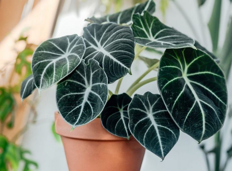 Beskrivning av alocasia