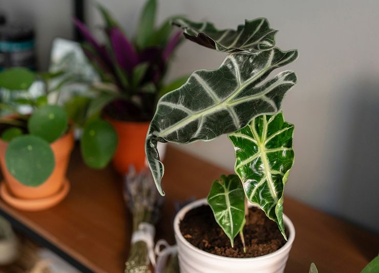 Alocasia