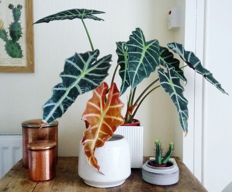 Penjagaan rumah untuk alocasia