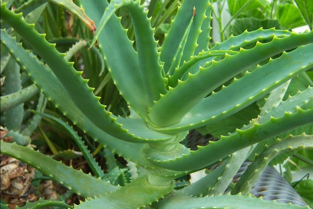 Aloe är också opretentiös, vilket särskilt uppskattas för sina medicinska egenskaper.