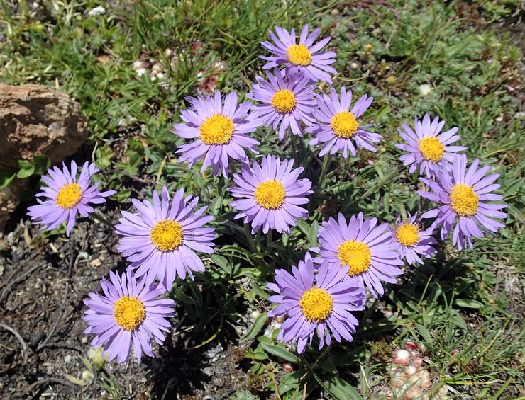 Aster Alpine