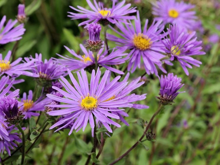 Aster Itali