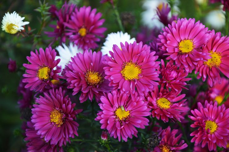 Aster baru belgia