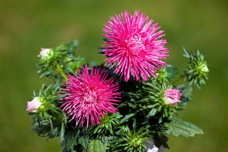 Årliga asters