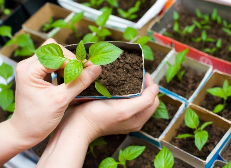 Plantera en aster i öppen mark