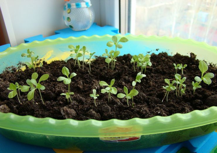 Såning av asterfrön för plantor