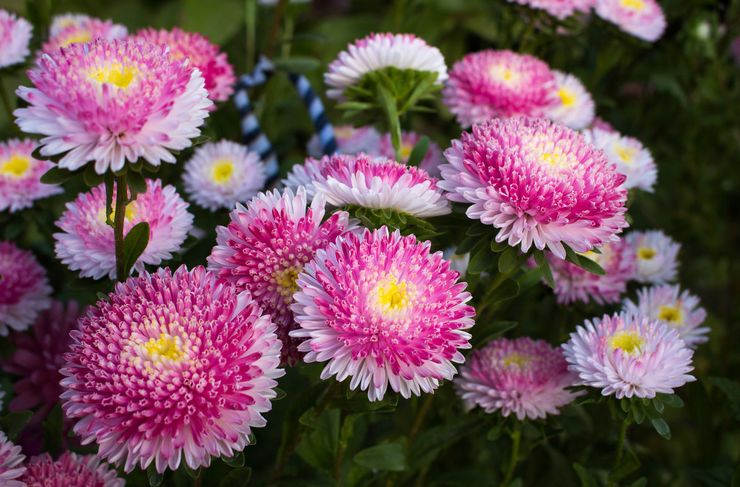 Tubformade asters