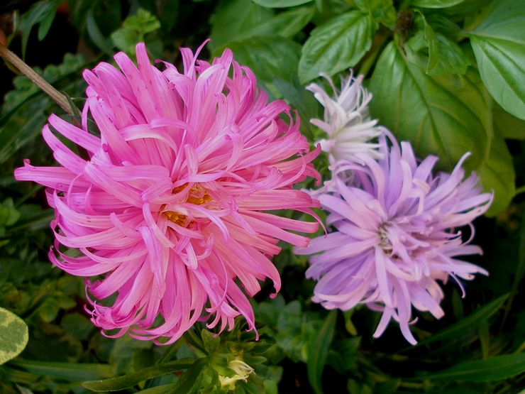 Reed asters