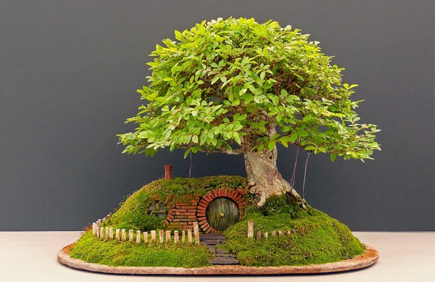 Kekurangan cahaya tidak baik untuk perkembangan bonsai