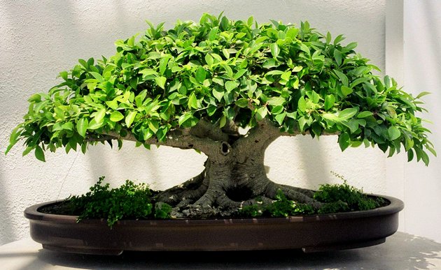 Bonsai vård