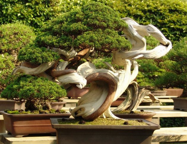 Makan bonsai tidak memerlukan pengetahuan yang serius atau proses yang sukar.