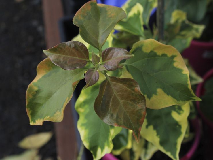 Penyakit dan perosak Bougainvillea