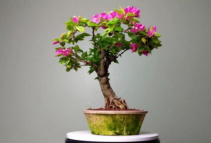 Pembentukan dari bougainvillea bonsai