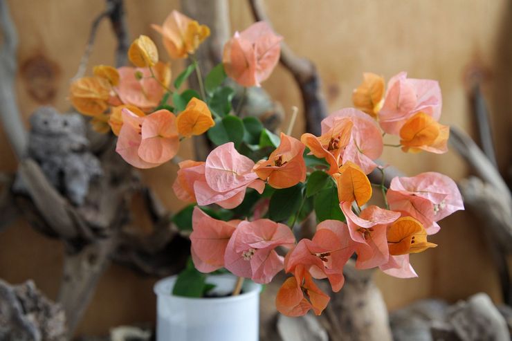 Blommande bougainvillea