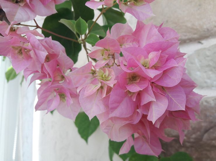 Bougainvillea Double Pink