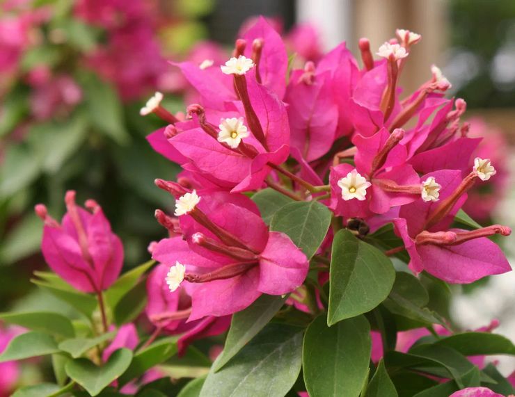 Varför blommar inte bougainvillea