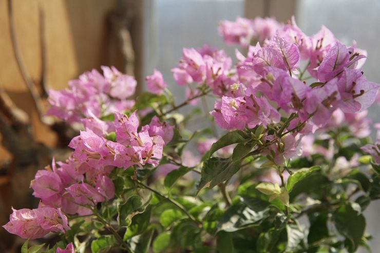 Pemangkasan bougainvillea