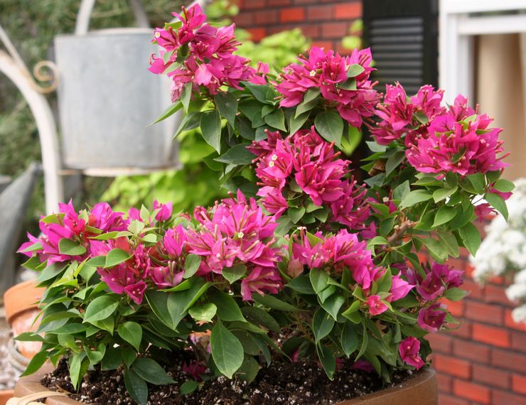 Penerangan mengenai bougainvillea