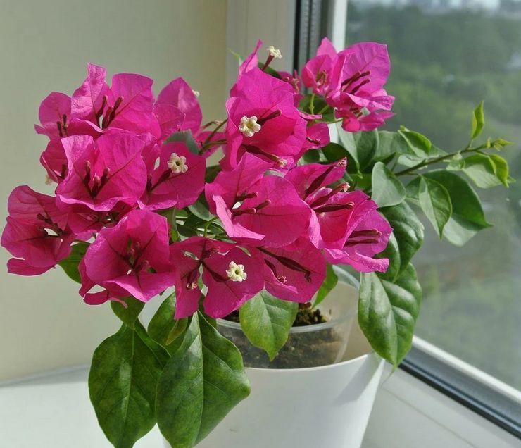 Belysning för bougainvillea