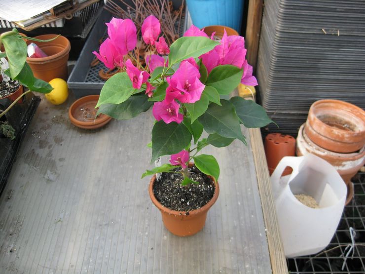 Pemindahan Bougainvillea