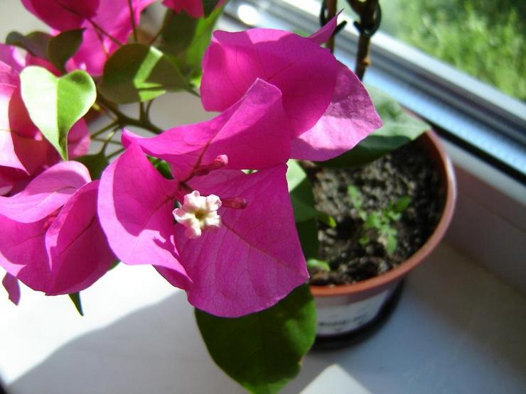 Jord för bougainvillea