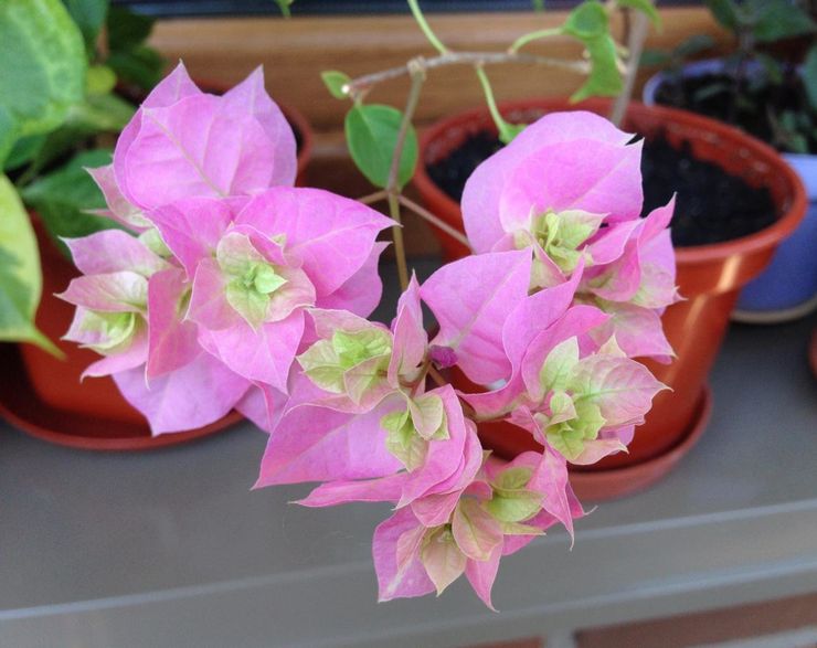 Bevattna bougainvillea