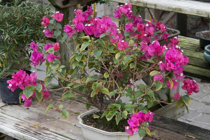 Uppskjutande av utveckling av bougainvillea