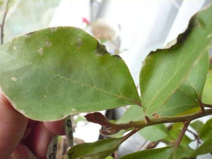 Fläckar på bougainvilleablad