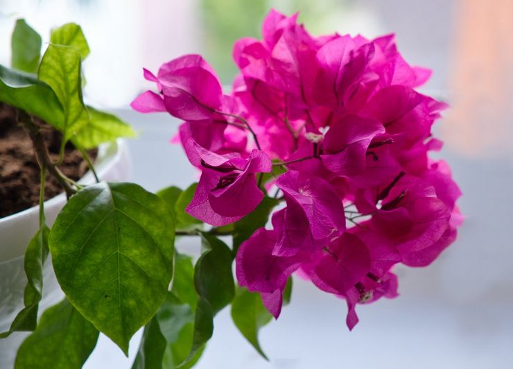 Bougainvillea växt